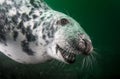 Curious grey Seal