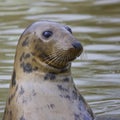 Curious Grey Seal, Halichoerus grypus, with head out of the water