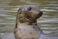 Curious Grey Seal, Halichoerus grypus, with head out of the water