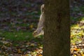 Curious Grey Squirrel Clinging Upside Down to a Thick Tree Trunk. Royalty Free Stock Photo