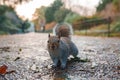 Curious Grey Squirrel Explores a London Park in the Autumn Season Royalty Free Stock Photo