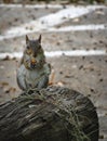 Curious grey squirrel standing on top of tree stump and eating a nut while looking into camera Royalty Free Stock Photo