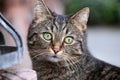 Curious grey tabby cat with green eyes close up Royalty Free Stock Photo