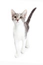 Curious Grey and White Kitten Walking Forward Royalty Free Stock Photo