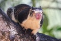 Grizzled giant squirrel watches from tree, Sri Lanka Royalty Free Stock Photo