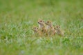 Curious Ground Squirrel chicks watching the green grass Royalty Free Stock Photo