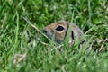 A curious ground squirrel Royalty Free Stock Photo