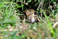 A curious ground squirrel Royalty Free Stock Photo