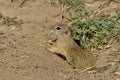 A curious ground squirrel Royalty Free Stock Photo