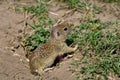 A curious ground squirrel Royalty Free Stock Photo