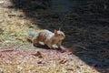 Curious ground squirrel in natural habitat in californian forest Royalty Free Stock Photo