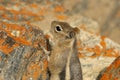 Curious ground squirrel in the Grand Canyon Royalty Free Stock Photo