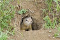 A curious ground squirrel looks out of the hole. Royalty Free Stock Photo