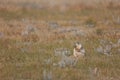 Curious ground squirrel stands amongst tall grass Royalty Free Stock Photo