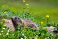 Curious groundhog awakened from hibernation in spring