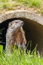 A curious groundhog on grass
