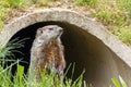 A curious groundhog on grass