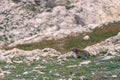 A curious groundhog observes what is happening in front of him. The rodent was photographed in the summer in the Swiss Alps.