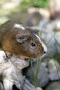 Curious Guinea pig