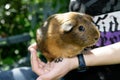 Curious guinea pig