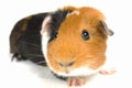 Curious guinea pig Royalty Free Stock Photo