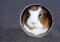 A curious Guinea pig sitting and looking from his house.Domestic cavy with white ginger fur and black eyes. Royalty Free Stock Photo