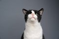 curious handicapped cat portrait with copy space Royalty Free Stock Photo