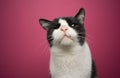 curious handicapped rescued cat blind in one eye portrait on pink background Royalty Free Stock Photo