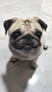 Curious hansome pug Royalty Free Stock Photo
