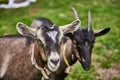 Curious happy goat grazing on a green grassy lawn.Portrait of a funny goat,Farm Animal. Sunny Summer Day Royalty Free Stock Photo