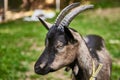 Curious happy goat grazing on a green grassy lawn.Portrait of a funny goat,Farm Animal. Sunny Summer Day Royalty Free Stock Photo