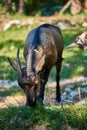 Curious happy goat grazing on a green grassy lawn.Portrait of a funny goat,Farm Animal. Sunny Summer Day Royalty Free Stock Photo