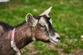Curious happy goat grazing on a green grassy lawn.Portrait of a funny goat,Farm Animal. Sunny Summer Day Royalty Free Stock Photo