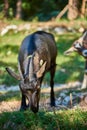 Curious happy goat grazing on a green grassy lawn.Portrait of a funny goat,Farm Animal. Sunny Summer Day Royalty Free Stock Photo