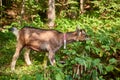 Curious happy goat grazing on a green grassy lawn.Portrait of a funny goat,Farm Animal. Sunny Summer Day Royalty Free Stock Photo