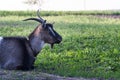 Curious happy goat grazing on a green grassy lawn.Portrait of a funny goat. Farm Animal Royalty Free Stock Photo