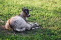 Curious happy goat grazing on a green grassy lawn.Portrait of a funny goat. Farm Animal Royalty Free Stock Photo