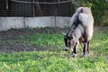 Curious happy goat grazing on a green grassy lawn.Portrait of a funny goat. Farm Animal Royalty Free Stock Photo