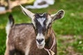 Curious happy goat grazing on a green grassy lawn.Portrait of a funny goat,Farm Animal. Sunny Summer Day Royalty Free Stock Photo