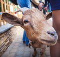 Curious happy goat standing in a yard looking at camera. Pet