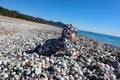 Curious happy little baby child crawling on the pebble beach under blue sky Royalty Free Stock Photo