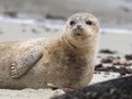 Harbor Seal Phoca vitulina on Beach Royalty Free Stock Photo