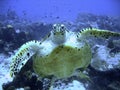 Curious hawksbill sea turtle (endangered)