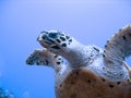 Curious hawksbill sea turtle (endangered)
