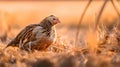Curious Hen Pecking at Pile of Seeds, Made with Generative AI Royalty Free Stock Photo