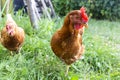 A curious hen peers into the camera very closely. Summer walk on the green grass in the domestic farm. Royalty Free Stock Photo