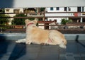 Curious Himalayan Shepherd Dog on rooftop gazes outdoors. White beauty from Uttarakhand, India. Captivating moment of canine