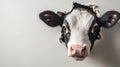 A curious Holstein cow displays humor in its expression as it peeks through paper Royalty Free Stock Photo