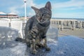 curious street cat sits on the marble table at the sea beach