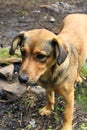 Curious homeless dog asking for food. Dog looking sadly forward Royalty Free Stock Photo